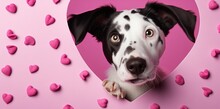 Lovely Black And White Puppy Peeking Through A Heart Shaped Pink Hole Against Pink Background. Generative AI