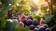 Fruit fig garden, business farming and entrepreneurship, harvest.