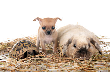 Wall Mural - rabbit, chihuahua and turtle in studio