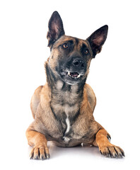 Canvas Print - malinois in studio