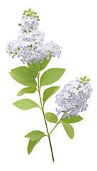 Wall Mural - bouquet of ceanothus flowers