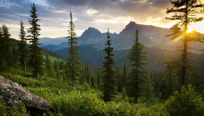 Wall Mural - beautiful sunset view in cedar forest in front of sayan mountain range ergaki national park krasnoyarsk region siberia russia