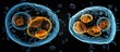 Animal cell undergoing mitosis observed microscopically.