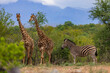 Giraffen und Zebra