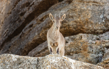 Wall Mural - spanish ibex (capra pyrenaica) female standing in rocky terrain, el torcal de antequera