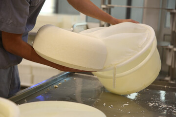 Wall Mural - Worker taking fresh cheese from mould at modern factory, closeup