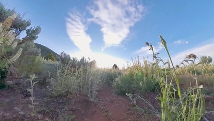 Poster - Hiking Through Lupine on the way to Northgate Peaks in Zion National Park