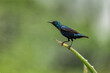 The purple sunbird is a small bird in the sunbird family found mainly in South and Southeast Asia but extending west into parts of the Arabian peninsula. 