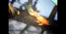Close Up, Colorful Koi Carp Fish In Natural Lake. Golden, Yellow, Orange Fish In Aquarium. Aquatic Animals Goldfish In Asia Garden. Archival Vintage Color Film. Old Retro Archive Video. 1980s Archives