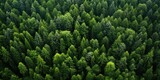 Fototapeta Fototapeta las, drzewa - Aerial view of a dense green forest for environmental themes