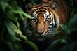 Close-up of a tiger peering through foliage