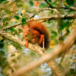 Bystra dzika wiewiórka na drzewie w parku