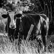 Czarno biała krowa na pastwisku na wsi w czerni i bieli