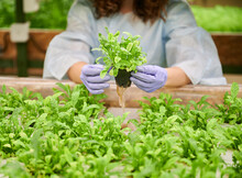 Close Up Of Woman Hands In Sterile Garden Gloves Holding Pot With Green Leafy Plant. Woman Gardener Standing By Shelf With Spinach Seedlings In Greenhouse.