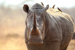 Portrait of a white rhino with its horn