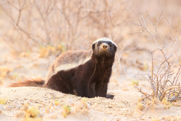 Sticker - Dangerous honey badger in the Kalahari Desert