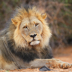 Wall Mural - Black-maned Kalahari lion lying on the ground