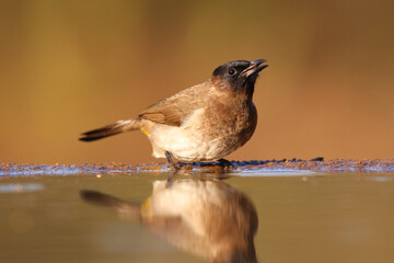 Wall Mural - Dark-capped bulbul at a quiet pond