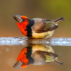 Wall Mural - Black-collared barbet with reflection on dam water