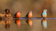 Jameson's firefinch birds at a quiet puddle