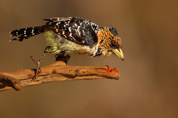 Wall Mural - Crested barbet and its branch perch