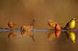 Flock of Jameson's firefinches bathing in shallow water
