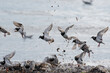 Ile de noirmoutier (85) : oiseaux limicoles