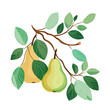 Branch of pear tree. Flat vector illustration