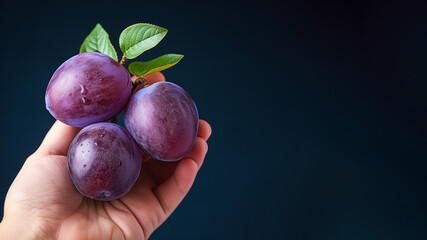 Wall Mural - Hand holding plums fruit isolated on pastel background