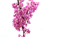 Closeup On Purple Flowers Of A Judas Tree Blooming In Branches