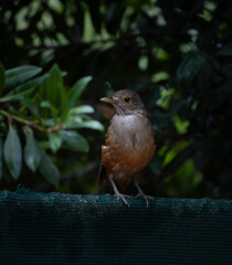 robin on a branch