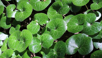 Poster - Asarum europaeum grows in the forest