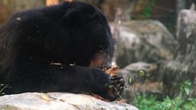 A Black Bear Is Eating Wild Fruit On A Forest Ground With Dead Leaves And Trunks. Wild Animals Protection In Reserve Conservation National Park. Wildlife Predator Mammals Of Africa. Big Wild Bear