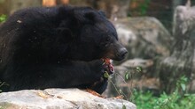 A Black Bear Is Eating Wild Fruit On A Forest Ground With Dead Leaves And Trunks. Wild Animals Protection In Reserve Conservation National Park. Wildlife Predator Mammals Of Africa. Big Wild Bear
