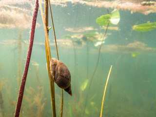 Great pond snail on stem of a water plant