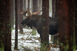 Mammal - bull moose winter (Alces)