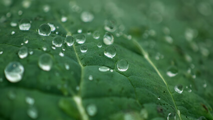 Poster - Close-up of a Green Leaf with Dew Drop, Showcasing the Beauty in Nature