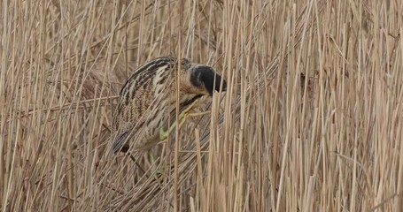 Wall Mural - Eurasian bittern scratching his head