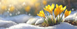 Leinwandbild Motiv Spring Crocuses Breaking Through Snow. Bright yellow crocuses emerge from the snow, signaling the arrival of spring with sunlight