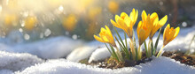 Spring Crocuses Breaking Through Snow. Bright Yellow Crocuses Emerge From The Snow, Signaling The Arrival Of Spring With Sunlight