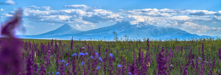 Wall Mural - Lavender field and another flower field on the background of Mount Ararat