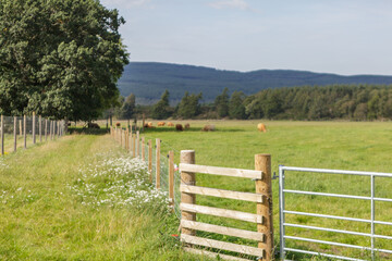 Poster - Highland cattle,  Aviemore, Cairngorms National Park, Highlands, Scotland