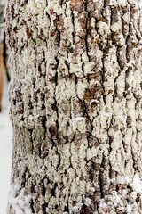 Background, pattern. tree trunk covered with moss and snow