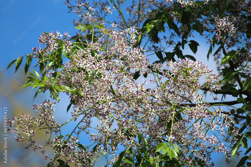 Mecalia Tree Melia azedarach, commonly known as the chinaberry tree growing in a ...