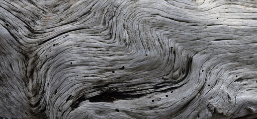 Patterns of old driftwood tree trunk