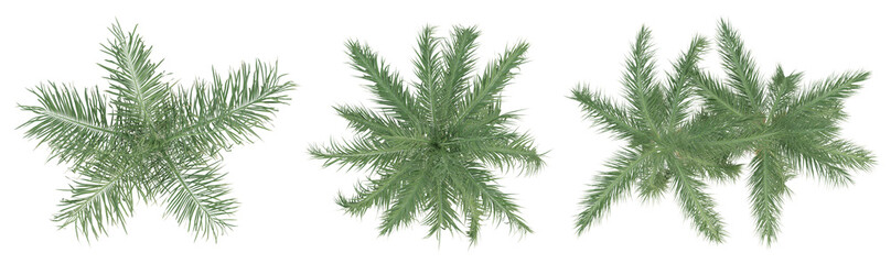 Wall Mural - Top view of roystonea Regia palm trees isolated on transparent background, 3d render illustration.