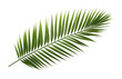 Palm leaf isolated on transparent background. PNG file, cut out
