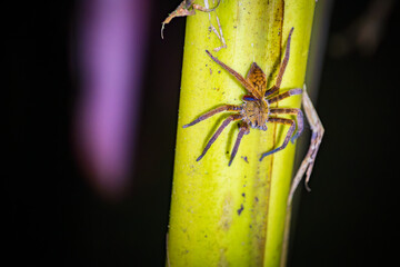 Insects and amphibians at night in Drake bay (Costa Rica)