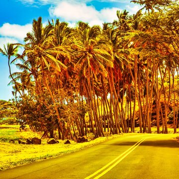 Hawaii, United States - September 07, 2012 : The road around the big island of Hawaii with many palm trees