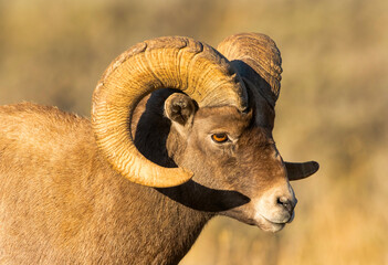 Poster - Big Horn Ram's during the RUT